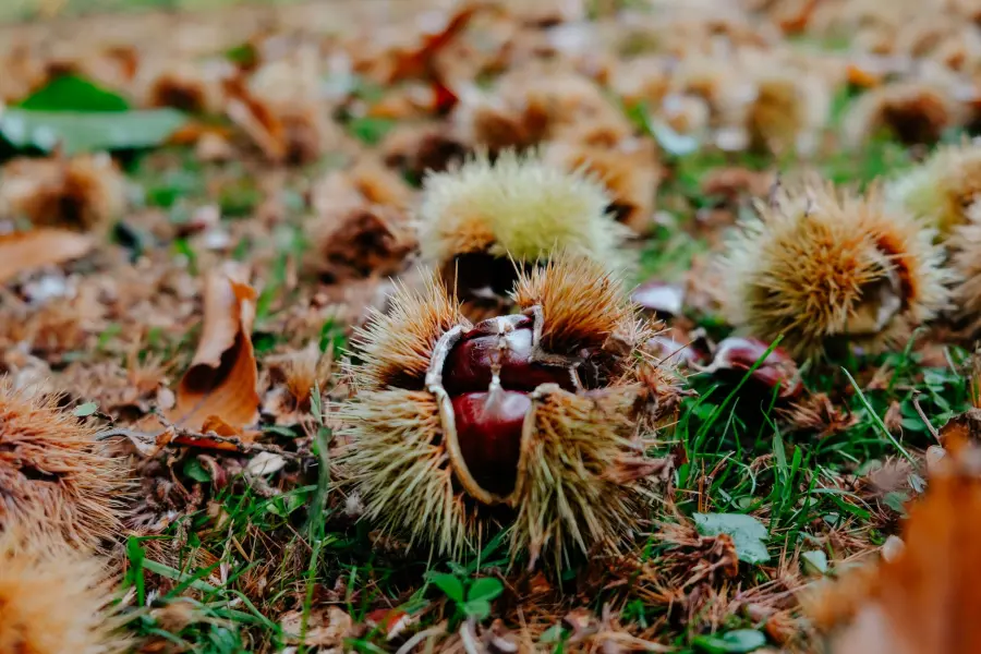 Lavoretti autunno bambini: foglie e castagne