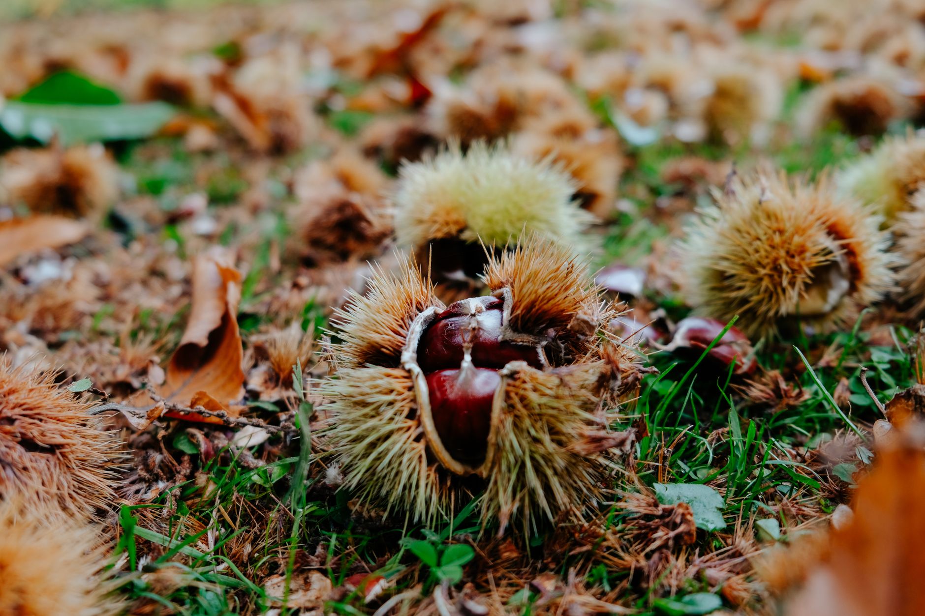 Lavoretti autunno bambini: foglie e castagne