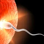 Quanto tempo dopo un rapporto si verifica il concepimento?