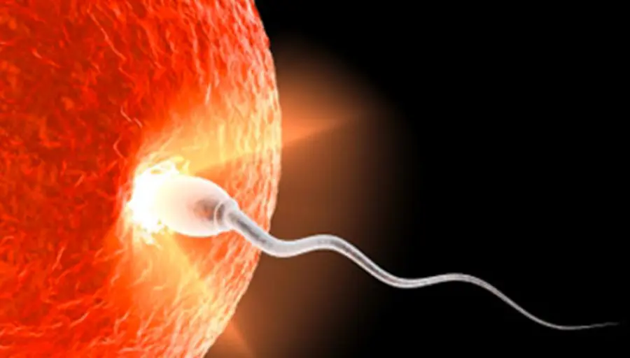 Quanto tempo dopo un rapporto si verifica il concepimento?