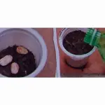 Un esperimento scientifico da fare in casa …