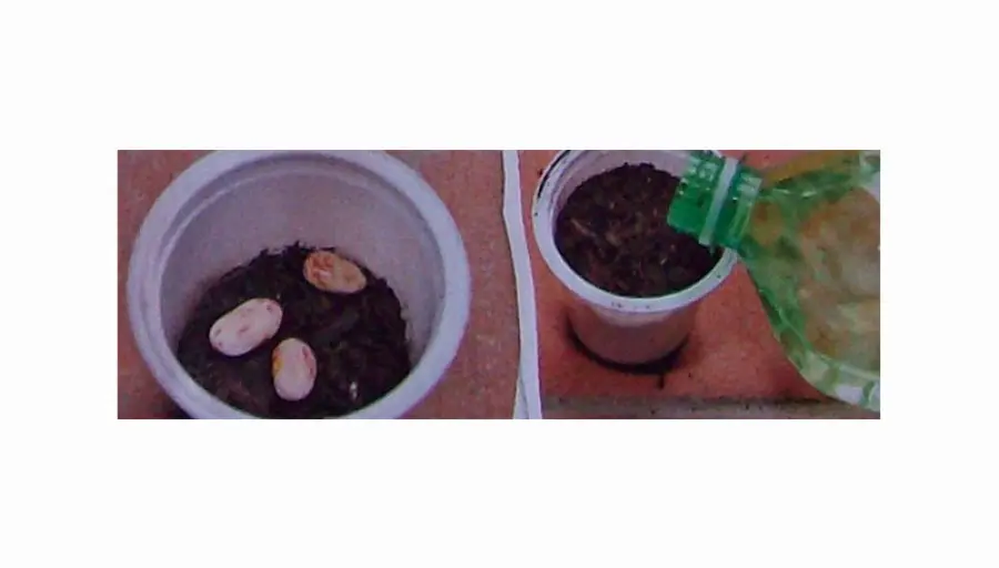 Un esperimento scientifico da fare in casa …