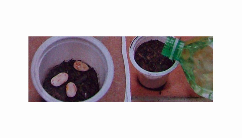 Un esperimento scientifico da fare in casa …