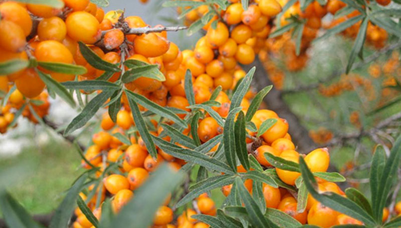 Lo sciroppo di olivello spinoso