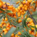 Lo sciroppo di olivello spinoso