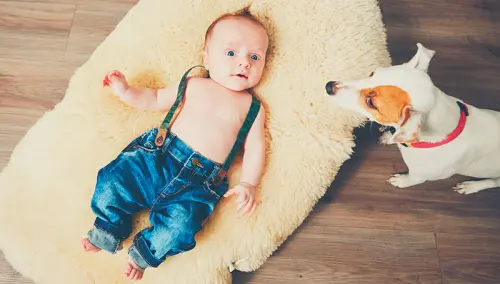 Un cane contro asma e allergie