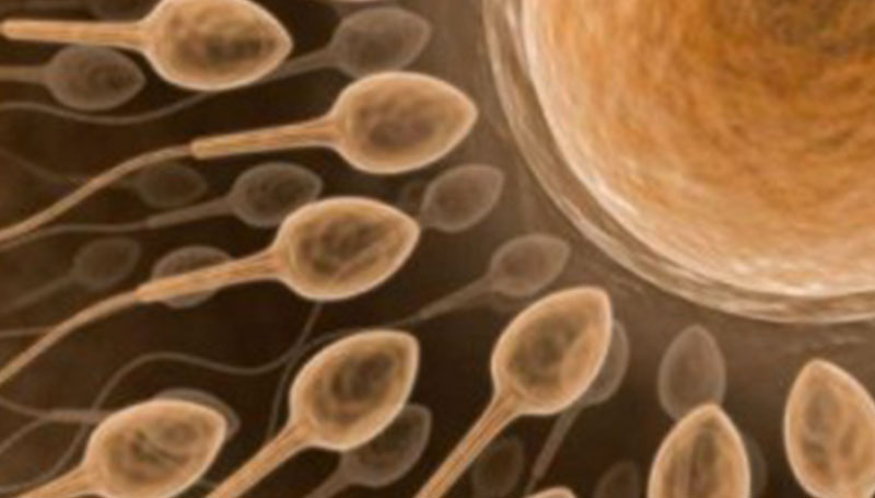 Variante genetica possibile causa dell'infertilità femminile
