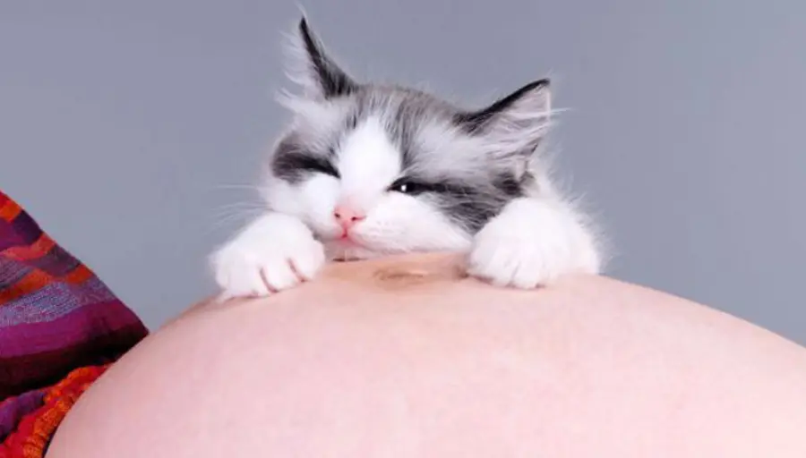 Animali domestici e toxoplasmosi: Enpa e veterinari contro “I fatti vostri”