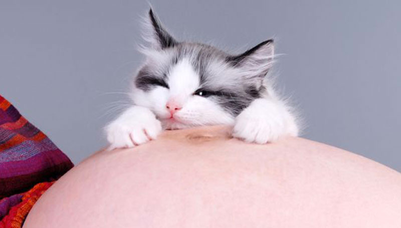 Animali domestici e toxoplasmosi: Enpa e veterinari contro “I fatti vostri”