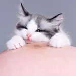 Animali domestici e toxoplasmosi: Enpa e veterinari contro “I fatti vostri”