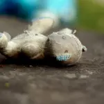 Figlicidio e sindrome di Medea: madri che uccidono i figli