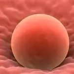 Rimane incinta grazie ad un autotrapianto di tessuto ovarico: la storia di Alessandra