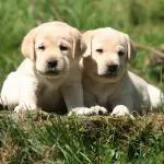 Un cucciolo per regalo di Natale