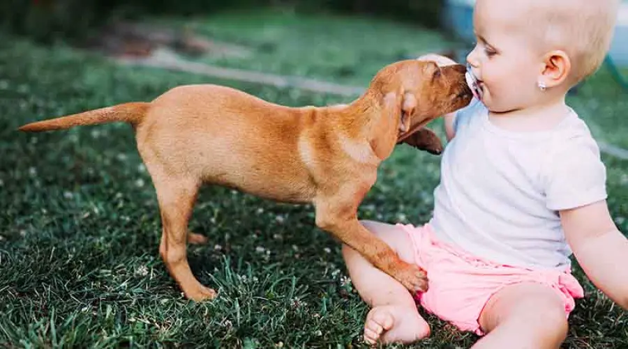Due cuccioli e un aspirapolvere!