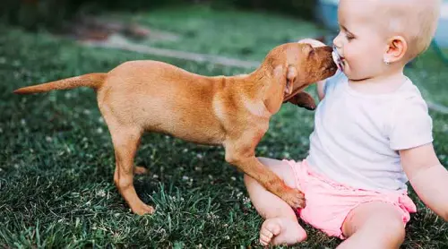 Due cuccioli e un aspirapolvere!