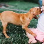 Due cuccioli e un aspirapolvere!