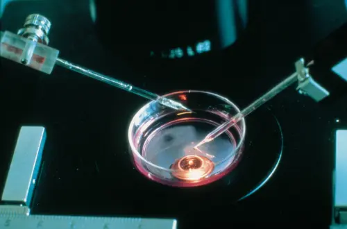 Anche in Italia è legale la fecondazione eterologa