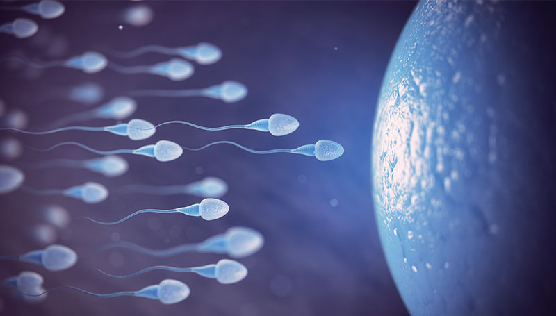 i tempi del concepimento dipendono anche dalla forza dello sperma.